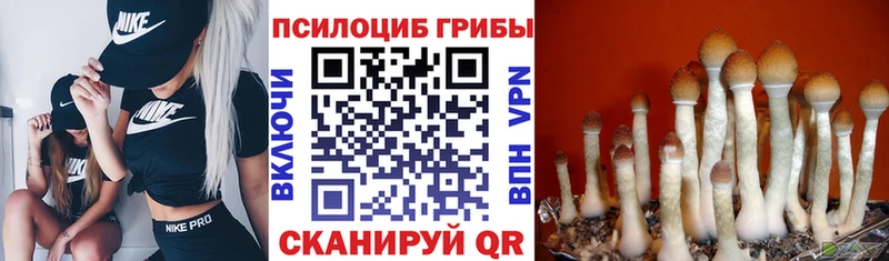 Псилоцибиновые грибы Cubensis  Волжск 